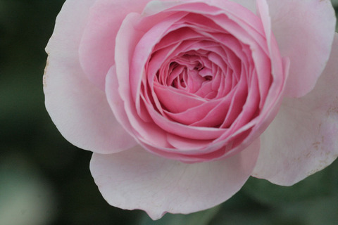 マリア　テレジアsIMG_5996