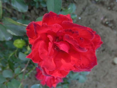 フランベーsCIMG6762