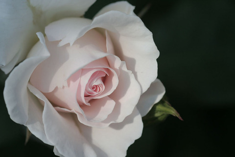 ナイチンゲール3919