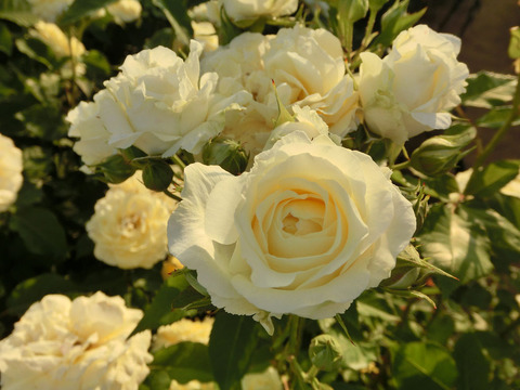 シャイニング　アワー1808