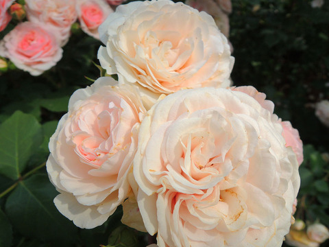 マリア　テレジアsDSCN6298