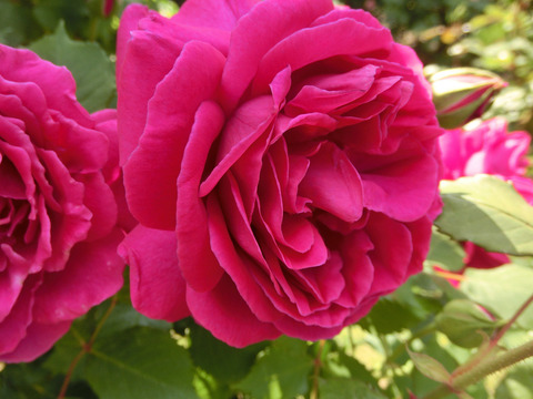 ラ　フランス　’８９sCIMG4064