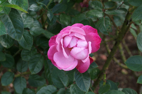 アマンディーン　シャネルsDSCF0418