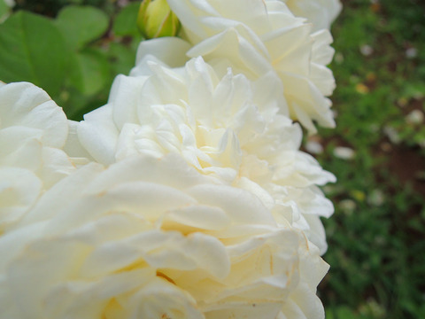 コケット　ロマンティカsDSCN6828