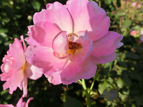 ラベンダー　ピノキオ6795