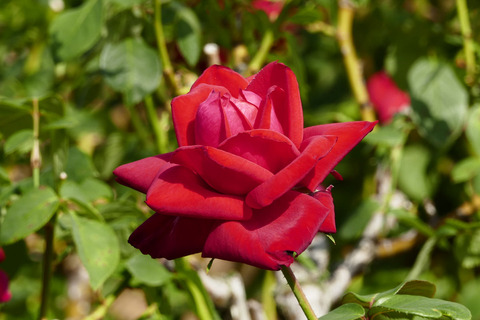 ブルグンド　’８１s_1220336