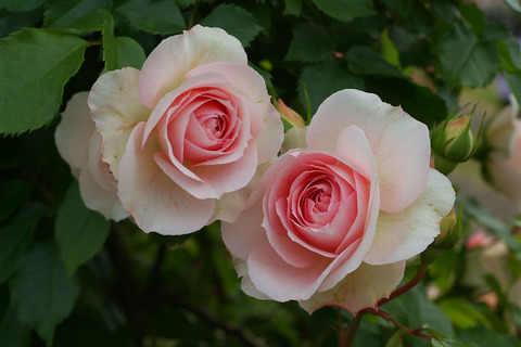 アミ　ロマンティカsDSCF2642