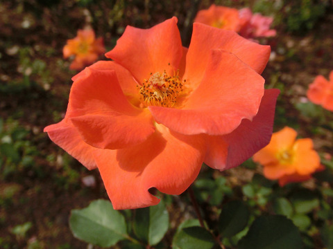 ザンブラsCIMG6465