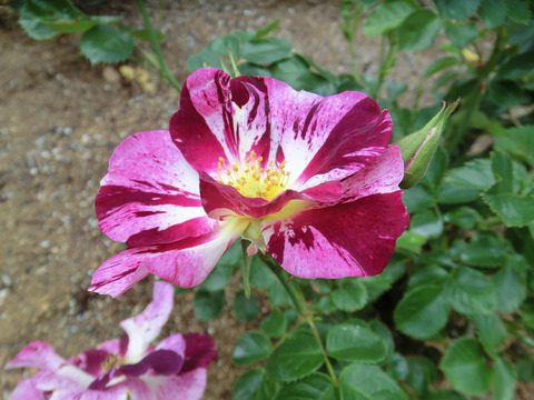 パープル　スプラッシュsCIMG5625