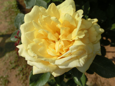 ローズ　ヨコハマsCIMG4041