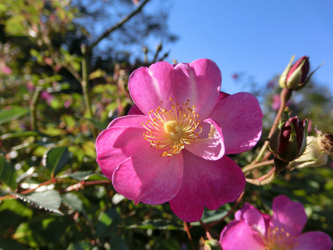 ラベンダー　ドリームsCIMG8410