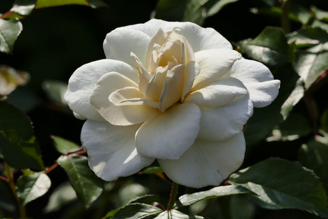 サラトガs_1220293