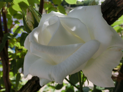 ユキサンsCIMG5037