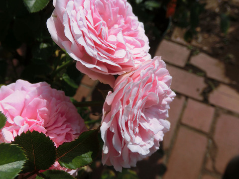 ラリッサ　バルコニアsCIMG6374