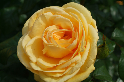 ティップン　トップsDSCF1852