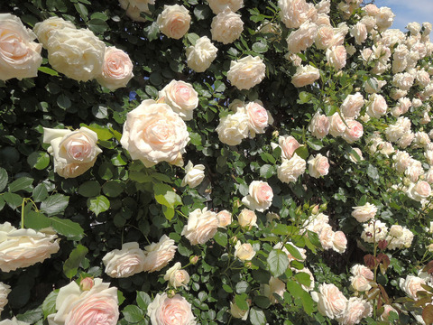 スノー　シャワー3087