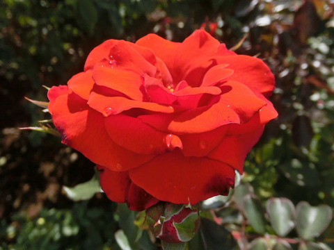 オリンピック　ファイアーsCIMG5859