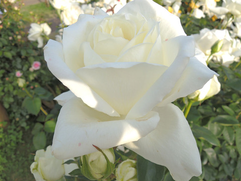 まさゆき　正雪4093