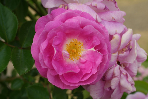 アークティック　ブルーsDSCF2149