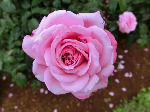 フューチャー　パフュームsCIMG7086
