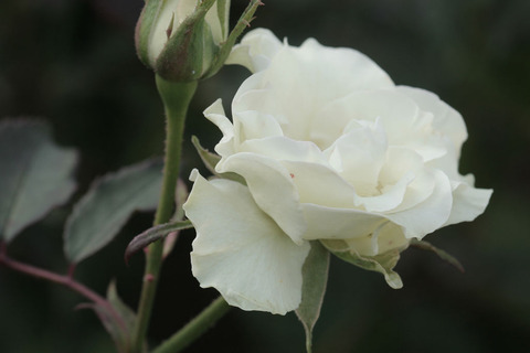 りょっこう　緑光sIMG_4944