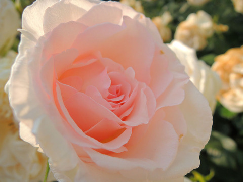 ねむろのあさ　根室の朝2142