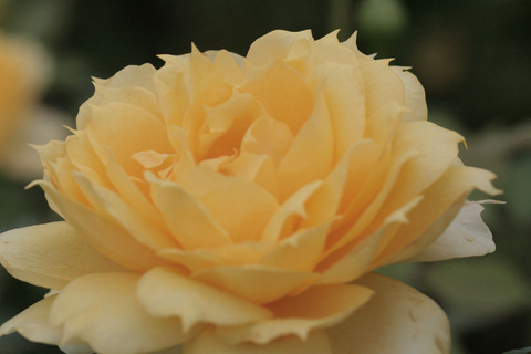 サニー　アンティークsIMG_6701