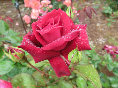 イーナ　ハークネスsCIMG6152