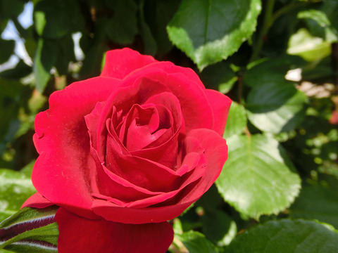 クリムゾン　スカイsCIMG4060