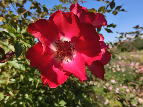 シェリー　メイディランドsCIMG8254