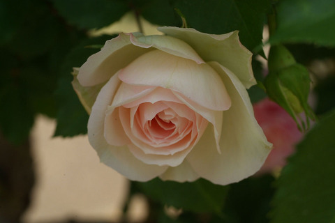 アミ　ロマンティカsDSCF2032