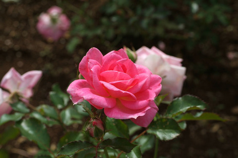 メンデルスゾーンsDSCF0586
