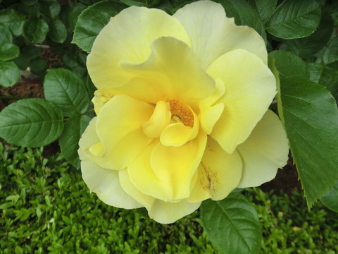 スマイリー　フェイスsCIMG5499