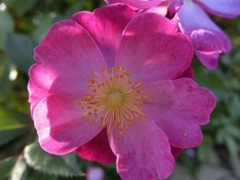 ラベンダー　ドリームsCIMG8415