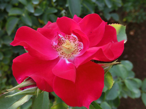 ファッショニスタ7049