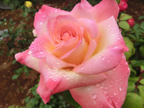 コッペリアsCIMG6250