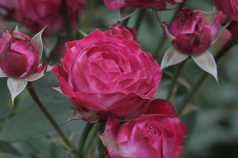 デュエット　バルコニアsIMG_7386