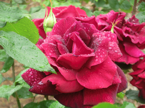 パパ　メイアンsCIMG6181