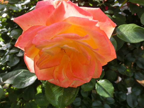 スペクトラsCIMG4959