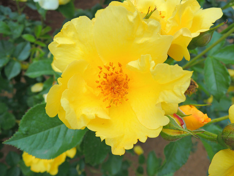 レモン　フィズsDSCN3876