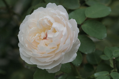 グラミス　キャッスルsIMG_6450