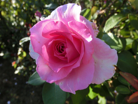 ビバリーsCIMG8626