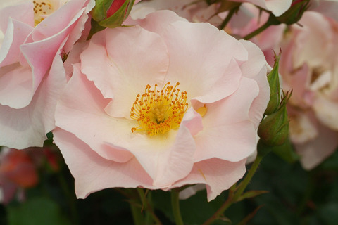 しののめsDSCF2227