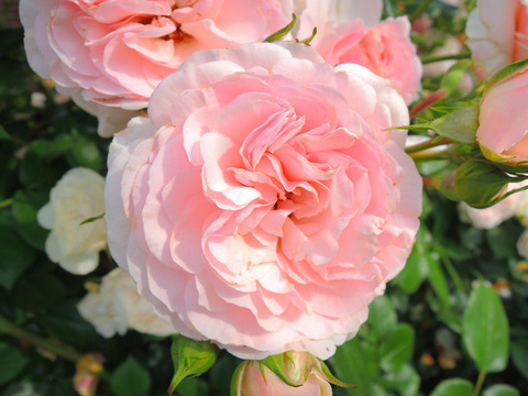 マリア　テレジアsDSCN6304