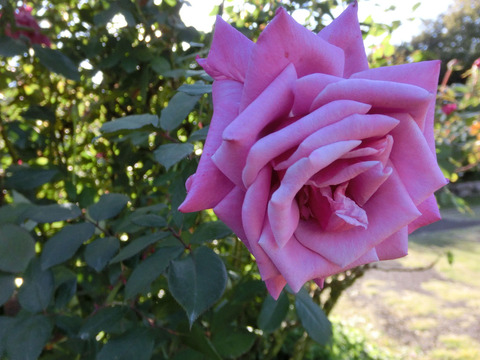 しうん　紫雲　（しうん）sCIMG8478