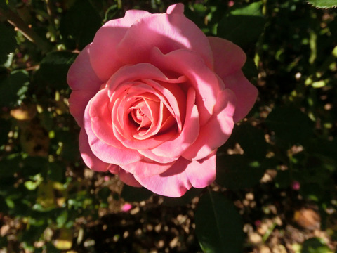 アシュリーsCIMG8389