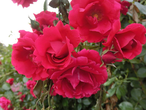 トラディション　’９５sCIMG5490