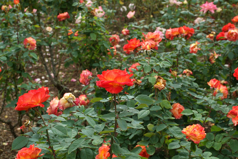 シャコックsDSCF0138