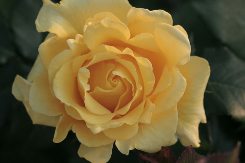 こがね　黄金5173