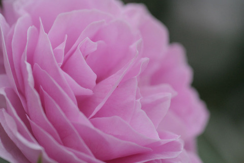 プリンス　ナポレオン4149